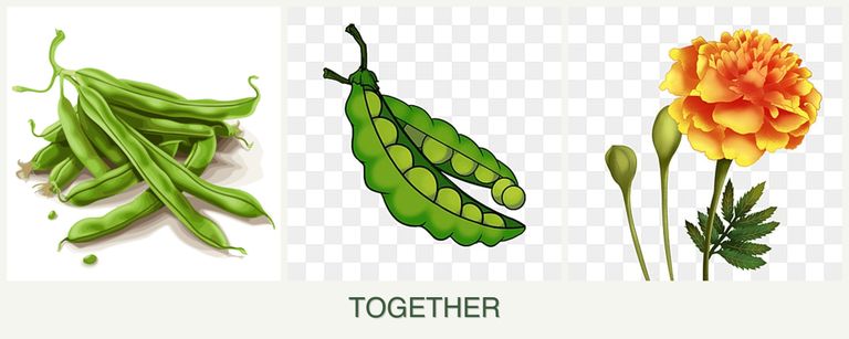 Can you plant beans, peas and marigolds together?