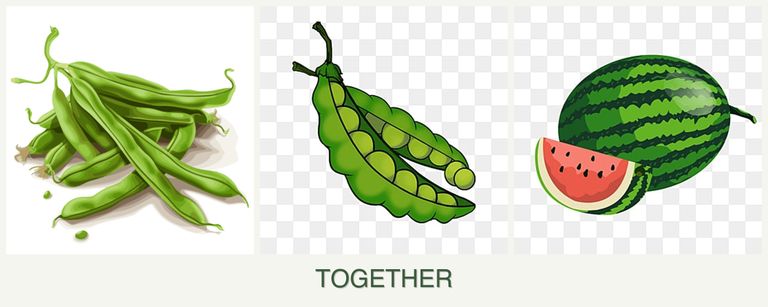 Can you plant beans, peas and melons together?