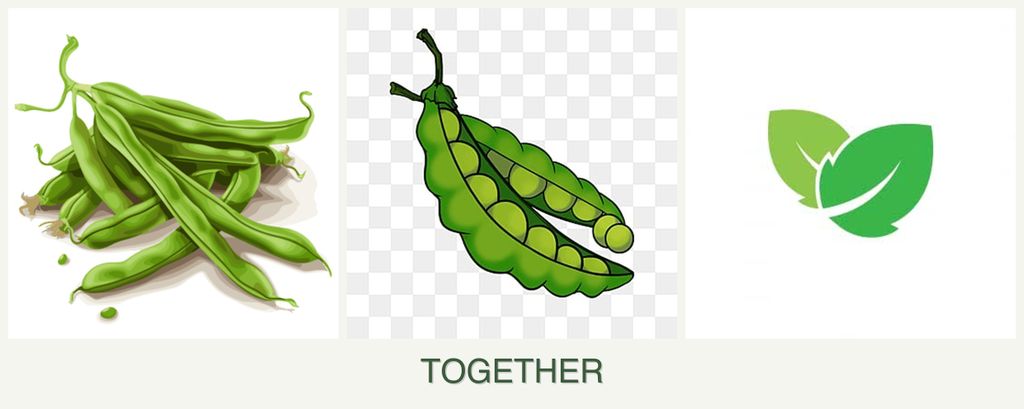 Can you plant beans, peas and mint together?