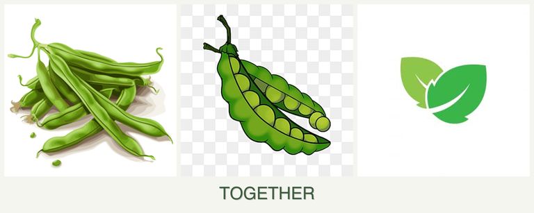 Can you plant beans, peas and mint together?