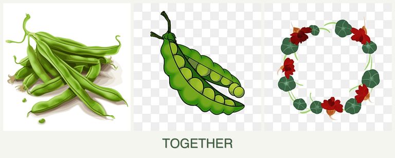 Can you plant beans, peas and nasturtiums together?