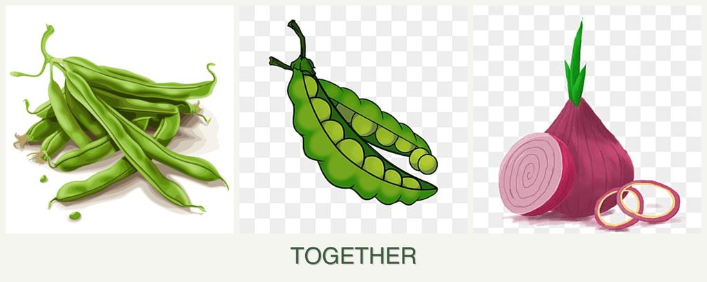 Can you plant beans, peas and onions together?