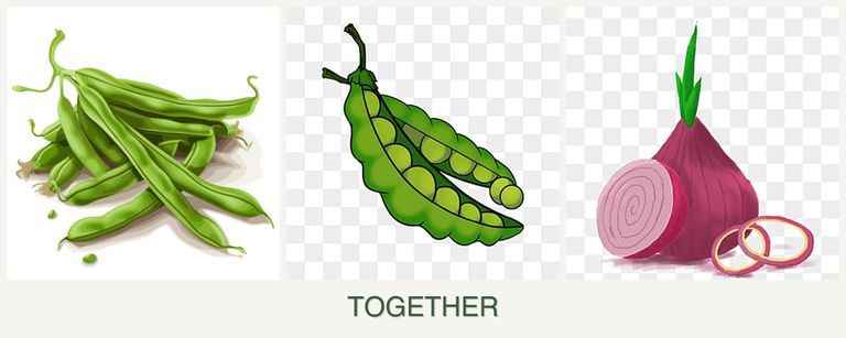 Can you plant beans, peas and onions together?