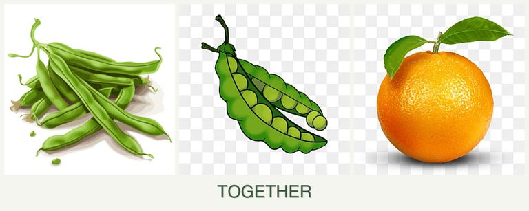 Can you plant beans, peas and oranges together?