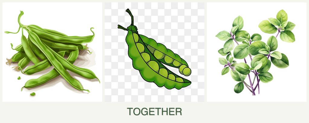 Can you plant beans, peas and oregano together?