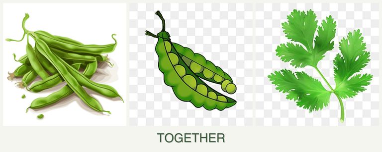 Can you plant beans, peas and parsley together?