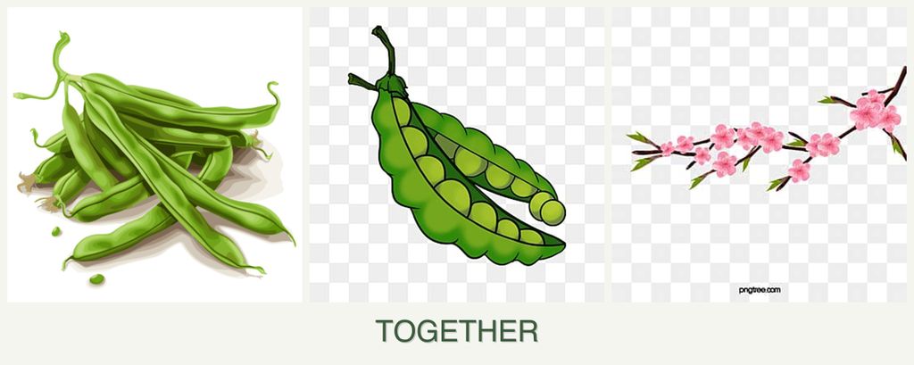 Can you plant beans, peas and peaches together?