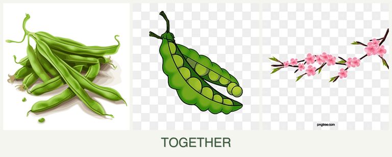Can you plant beans, peas and peaches together?