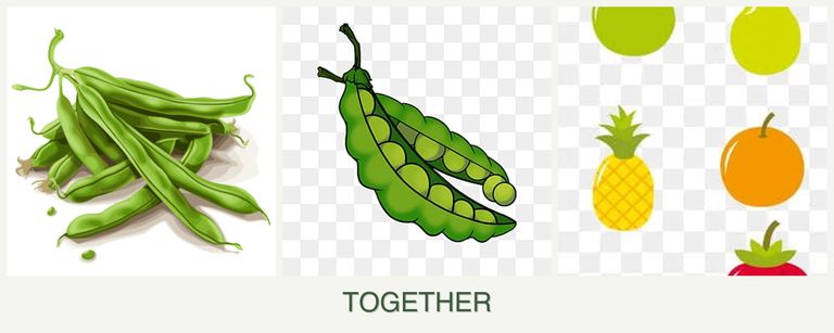 Can you plant beans, peas and pears together?