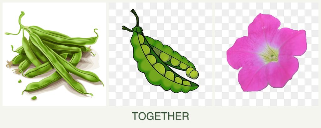 Can you plant beans, peas and petunias together?