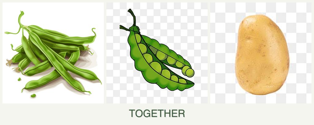 Can you plant beans, peas and potatoes together?