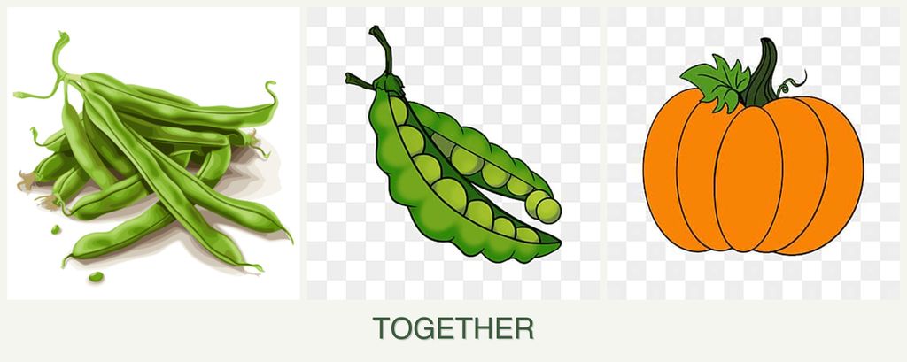 Can you plant beans, peas and pumpkin together?