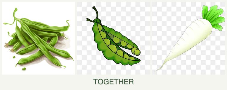 Can you plant beans, peas and radishes together?