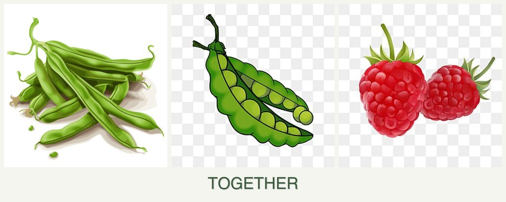 Can you plant beans, peas and raspberries together?