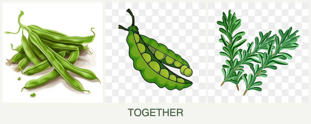 Can you plant beans, peas and rosemary together?
