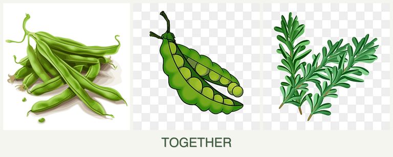 Can you plant beans, peas and rosemary together?