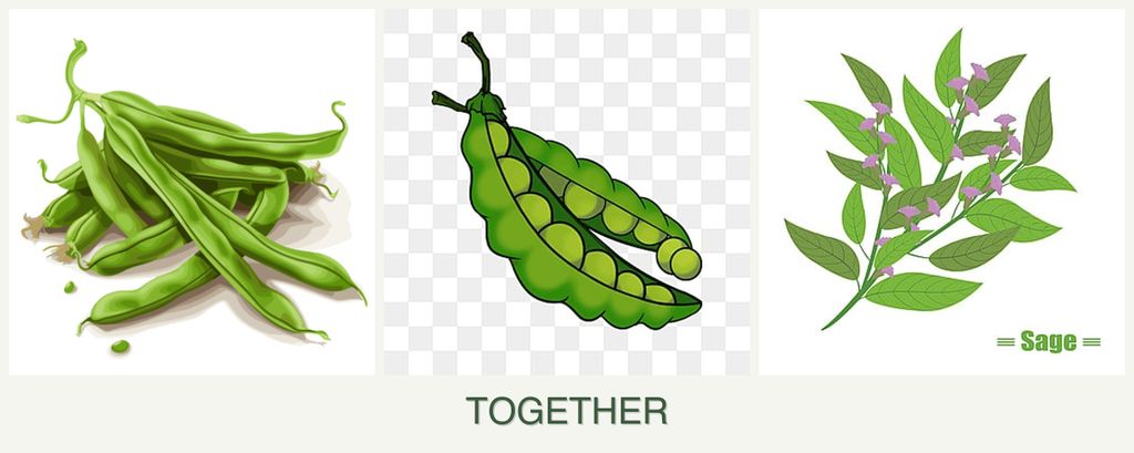 Can you plant beans, peas and sage together?