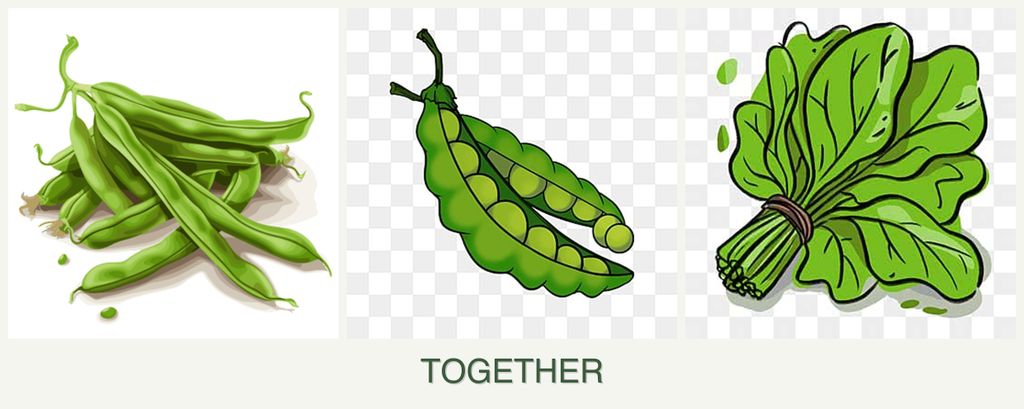 Can you plant beans, peas and spinach together?