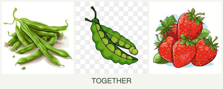 Can you plant beans, peas and strawberries together?