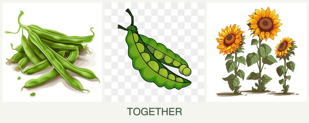 Can you plant beans, peas and sunflowers together?