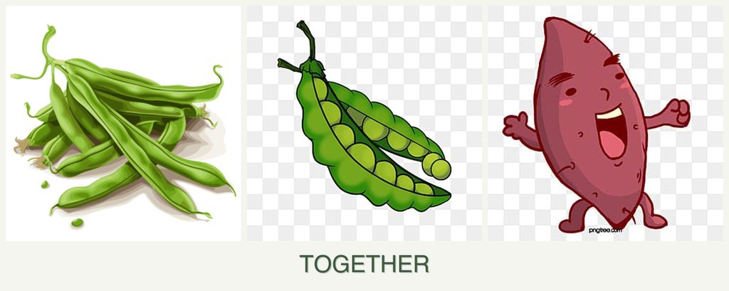 Can you plant beans, peas and sweet potatoes together?