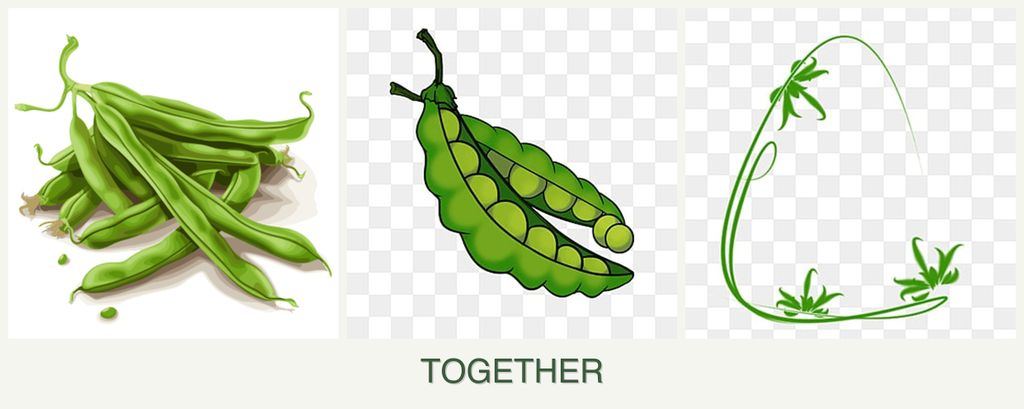 Can you plant beans, peas and tarragon together?