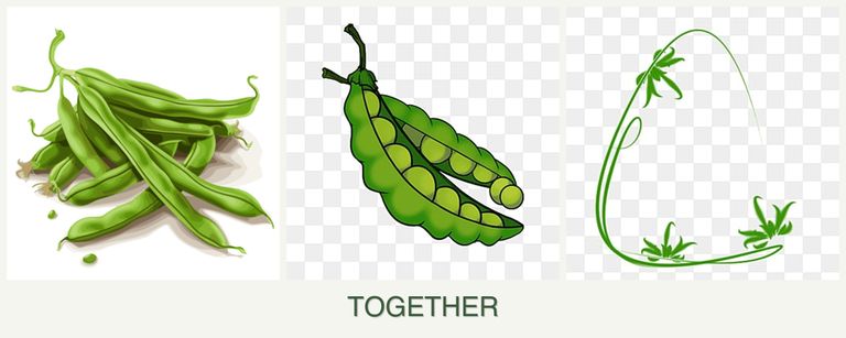 Can you plant beans, peas and tarragon together?