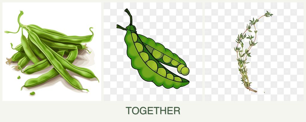 Can you plant beans, peas and thyme together?