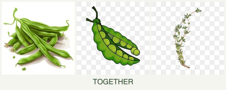 Can you plant beans, peas and thyme together?
