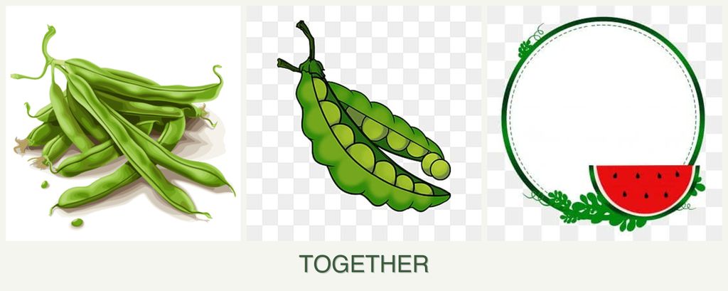 Can you plant beans, peas and watermelons together?