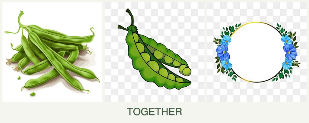 Can you plant beans, peas and zinnias together?