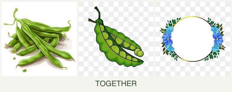 Can you plant beans, peas and zinnias together?