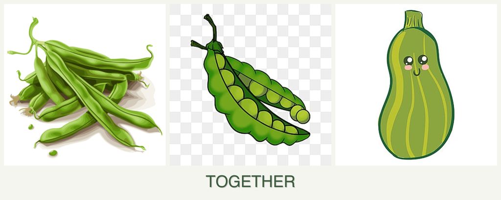 Can you plant beans, peas and zucchini together?