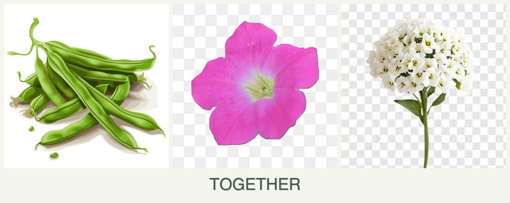 Can you plant beans, petunias and alyssum together?