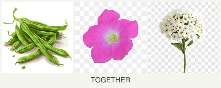 Can you plant beans, petunias and alyssum together?