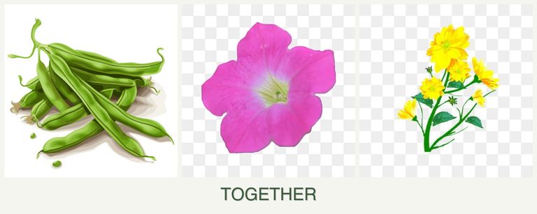 Can you plant beans, petunias and calendula together?