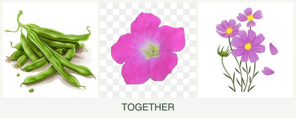 Can you plant beans, petunias and cosmos together?