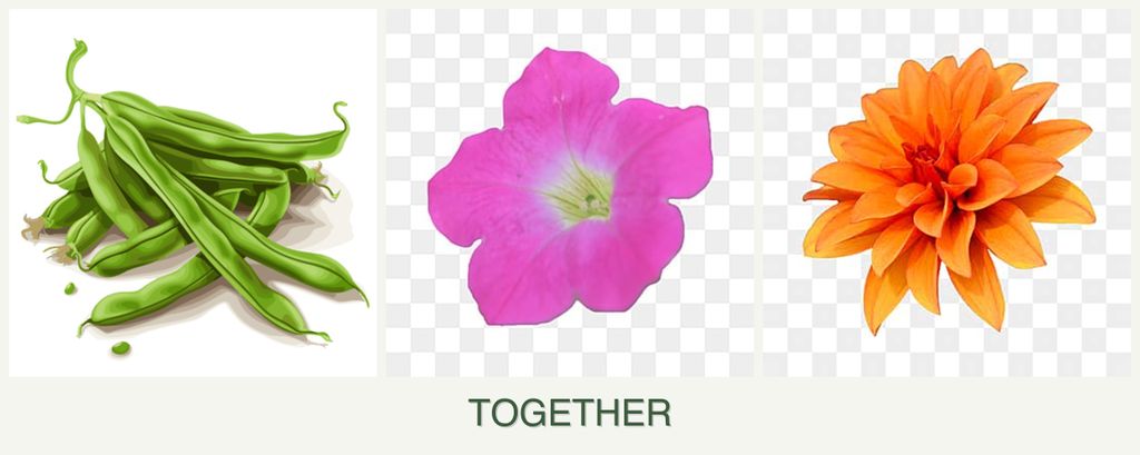 Can you plant beans, petunias and dahlias together?