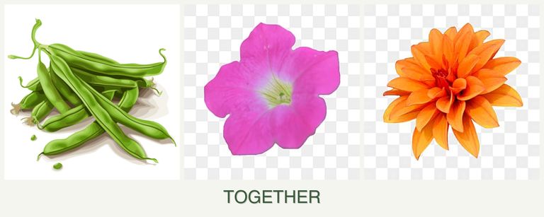 Can you plant beans, petunias and dahlias together?