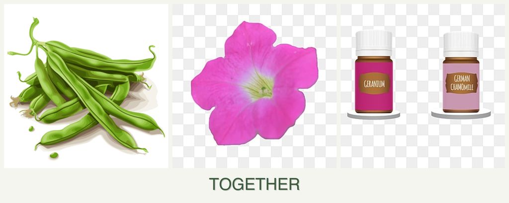 Can you plant beans, petunias and geraniums together?