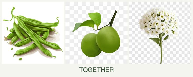 Can you plant beans, plums and alyssum together?
