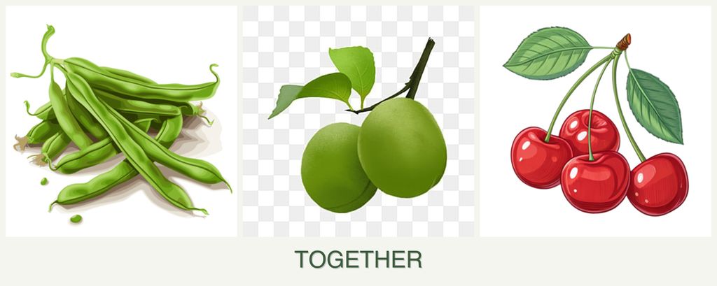 Can you plant beans, plums and cherries together?