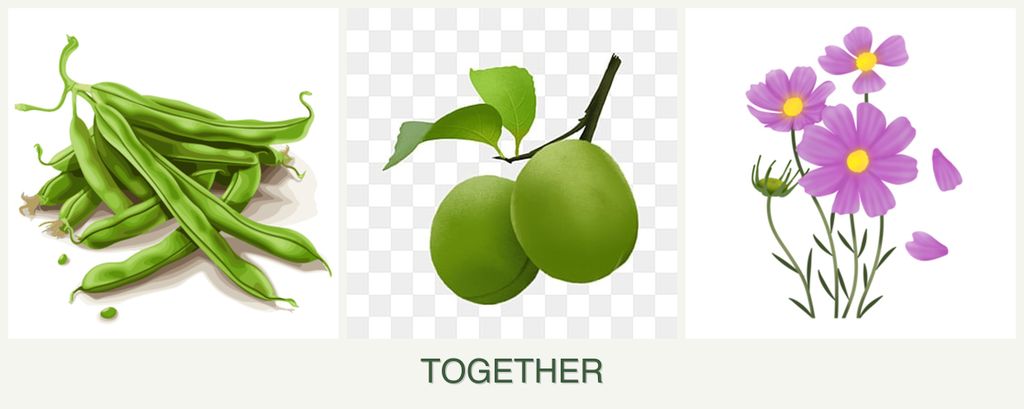 Can you plant beans, plums and cosmos together?