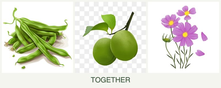 Can you plant beans, plums and cosmos together?