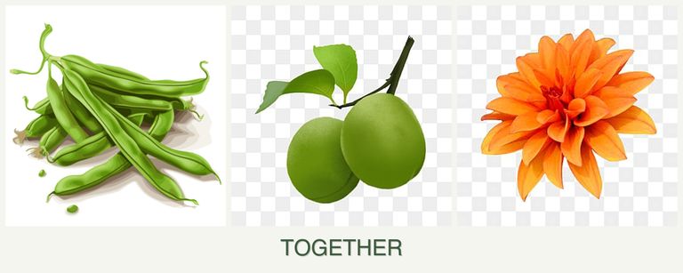 Can you plant beans, plums and dahlias together?