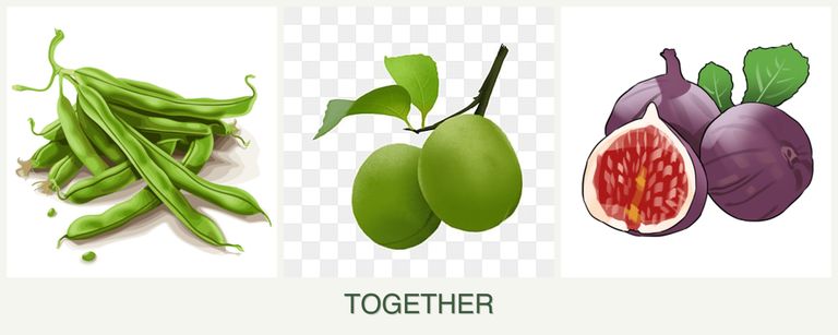 Can you plant beans, plums and figs together?