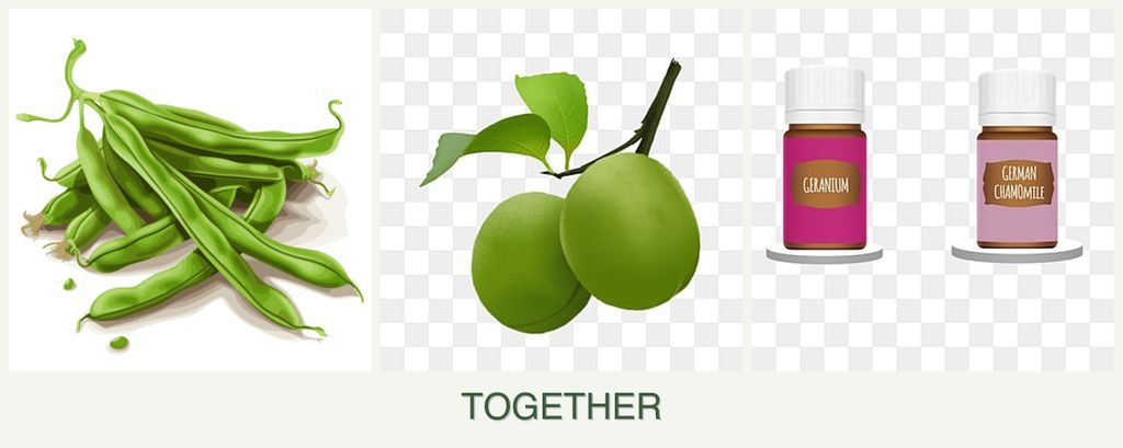 Can you plant beans, plums and geraniums together?