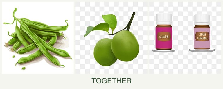 Can you plant beans, plums and geraniums together?