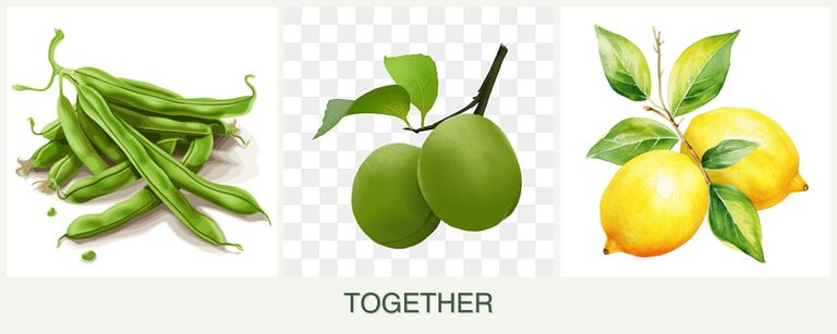 Can you plant beans, plums and lemons together?