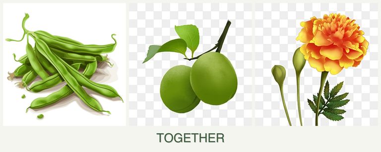 Can you plant beans, plums and marigolds together?